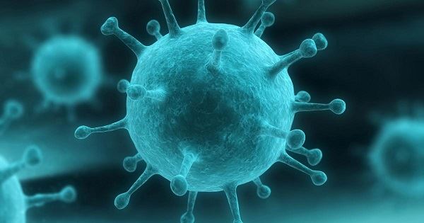 L'echinacea può davvero combattere il virus dell'influenza?