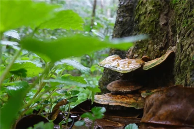 Quanto sai delle spore del Ganoderma lucidum?